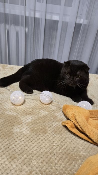 Віддамо доброго котика в добрі руки