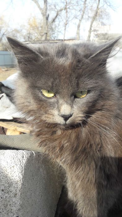 Попиляста кішка 6 міс