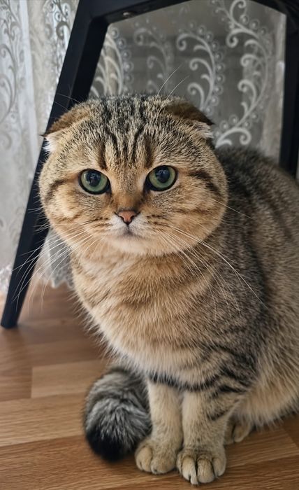 В'язка.Мармуровий шотландський котик золота шиншилла SFS ny22 . Київ.(Троєщина)