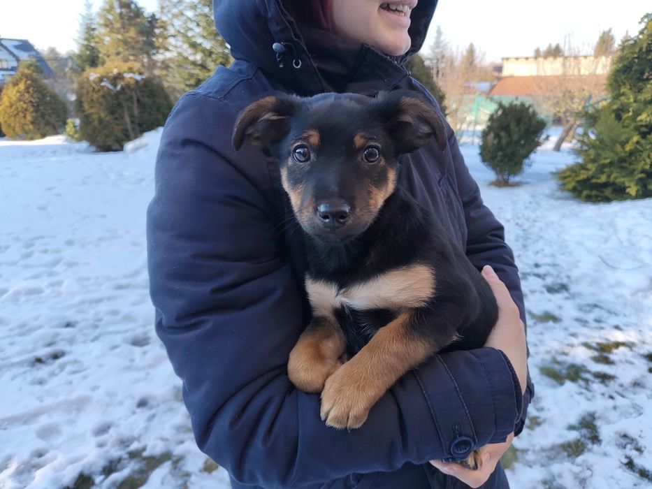 Oddam piękne szczeniaczki w dobre ręce