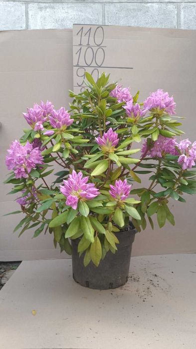 Абрикоса Ківі Лохина Яблуня Інжир Хурма Персик Магнолія Сакура Піон