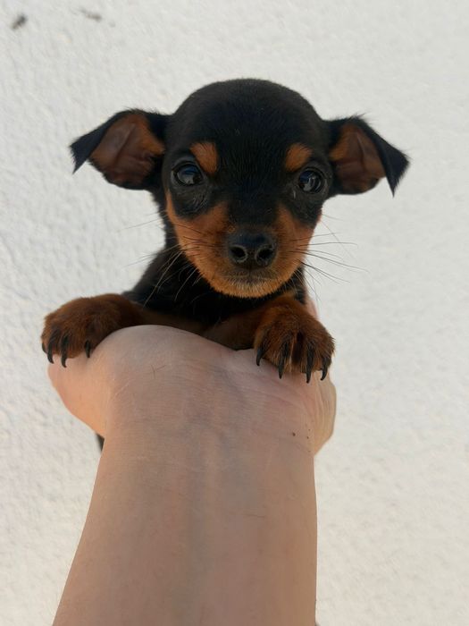 Mini Pincher femea 2 meses