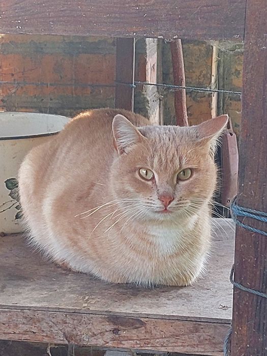 Взрослые рыжие котята котики в добрые руки