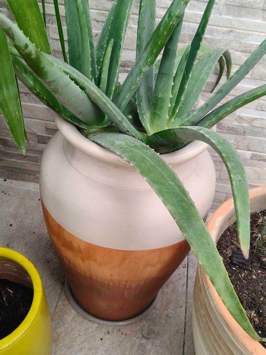 Vaso bicolor Aloe Vera Decoração