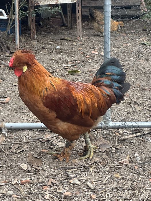 Galos Ornamental Exóticos com Topete e penas nas patas