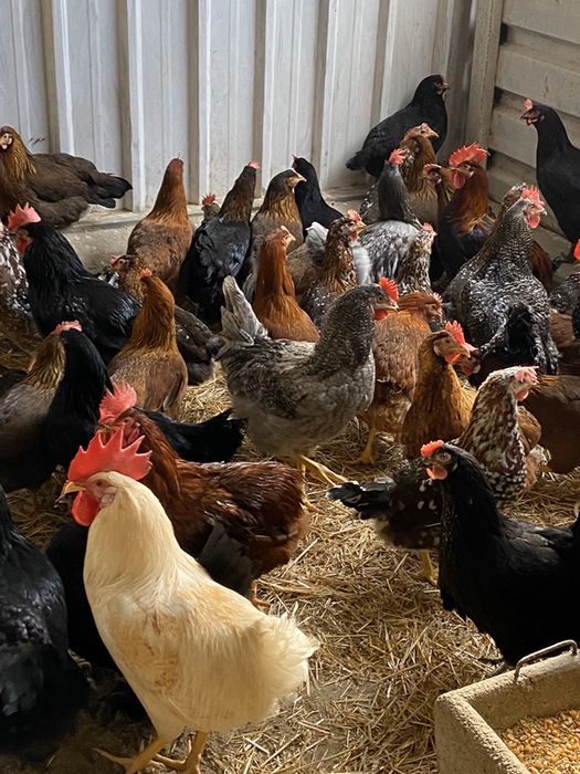 Galinhas para produção de ovos.