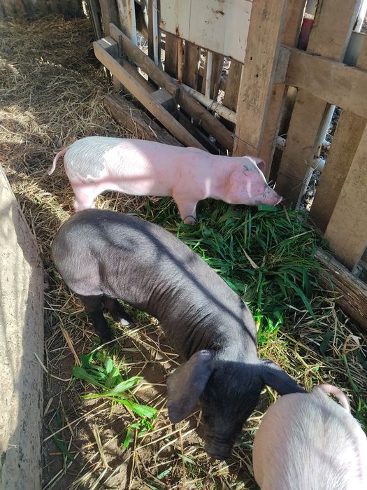 Porco bisaro com pietran