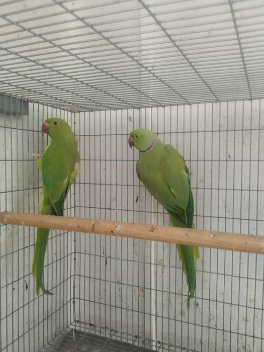 Casal Ring neck verdes