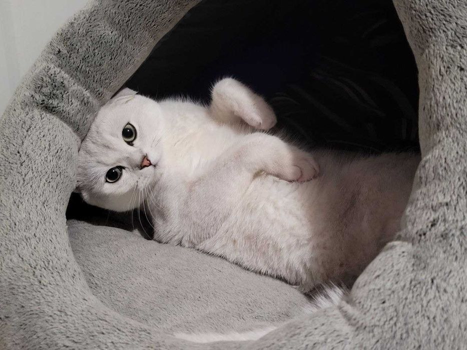 Шукаємо наречену для шотландського кота Сільвера – перша в’язка