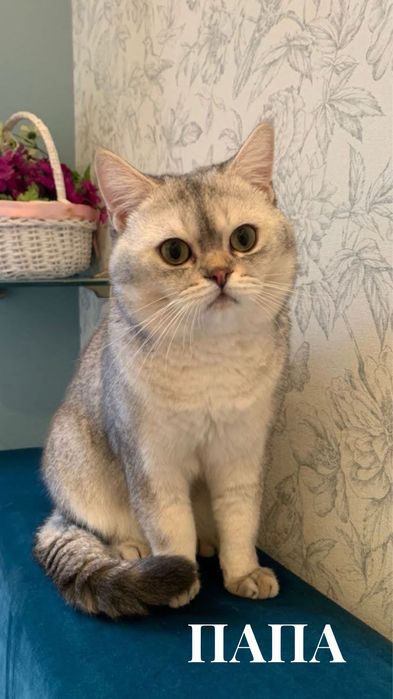 Котята шотландские скоттиш фолд мальчик и девочка