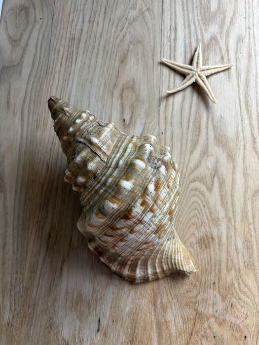 Muszla morska charonia tritonis