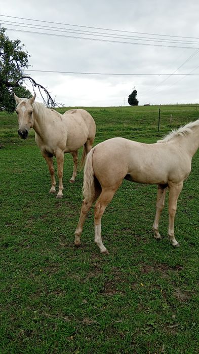 Wałach aqh ur. 04.2018