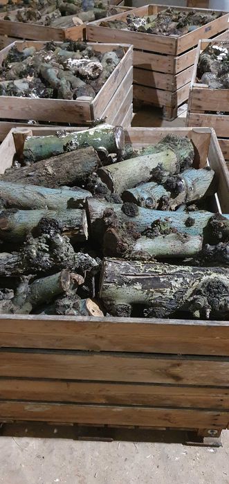 Lenha macieira para venda