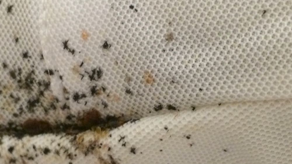 Fumigacja Gazowanie Zboża Dezynsekcja Deratyzacja Dezynfekcja Szczury