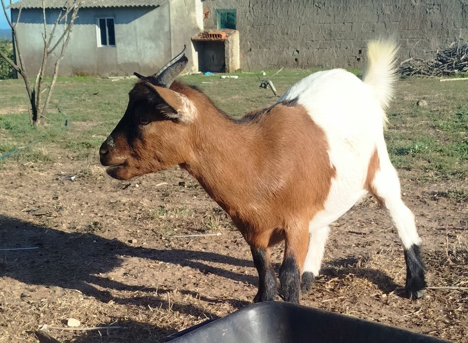 Cabras anãs novinhas