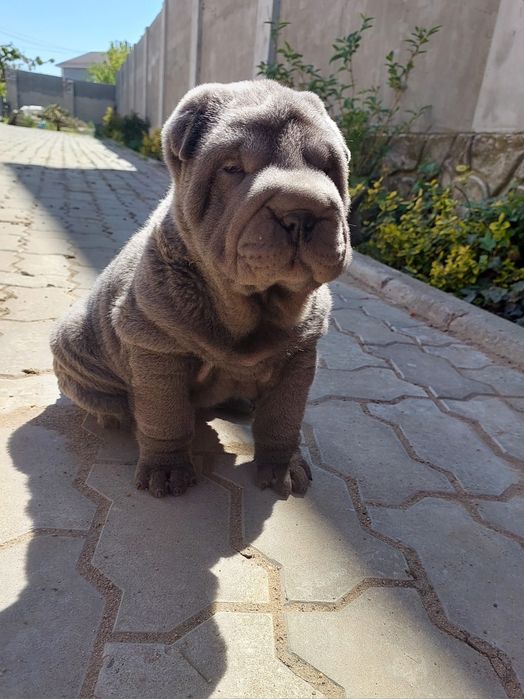 Щенки шарпея голубого и лилового окраса.