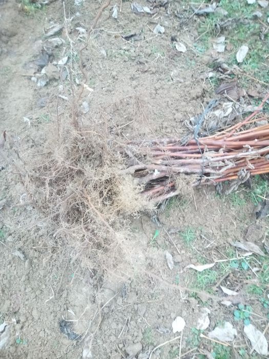 Sadzonka maliny jesiennej Maravilla