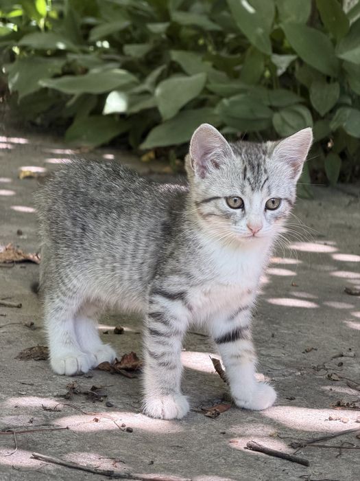 Кошеня, дівчинка