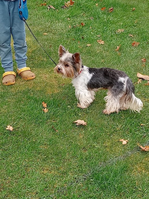 Oddam sukę za darmo