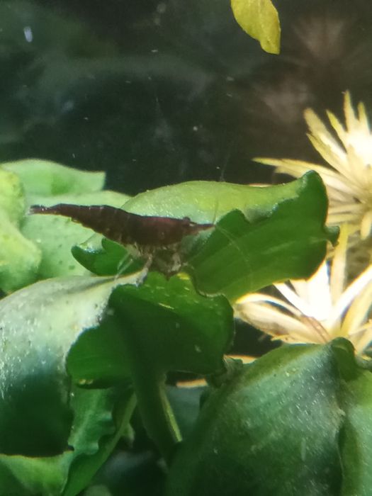 Krewetki mix  do akwarium.