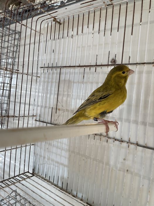 Canario macho para venda