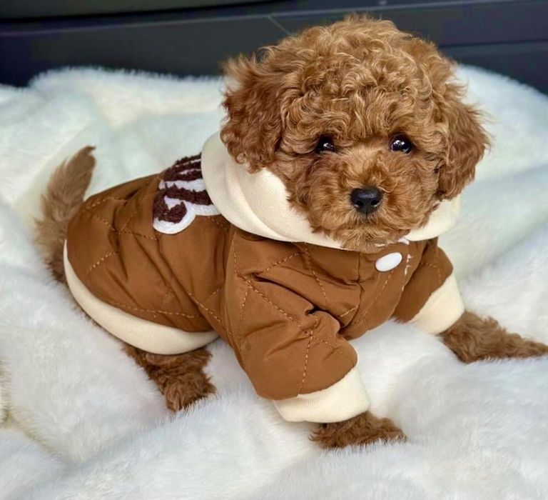 Малюки той пуделя та Мальтіпушечки