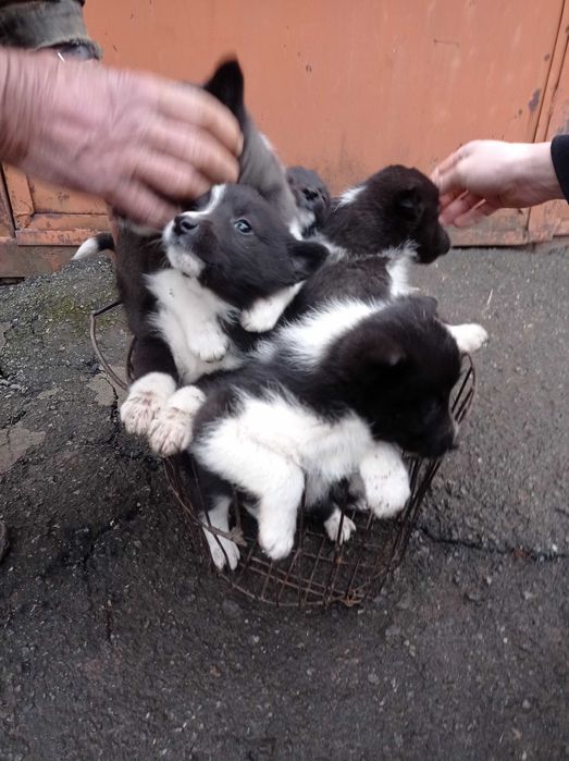 Лайка Русско-Европейська