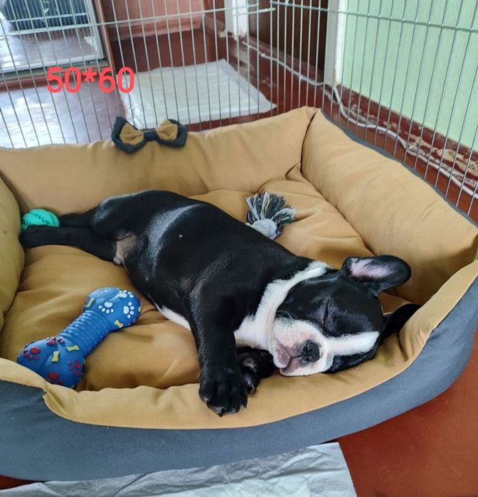 Лежанка для собаки кота лежак автокресло для собак