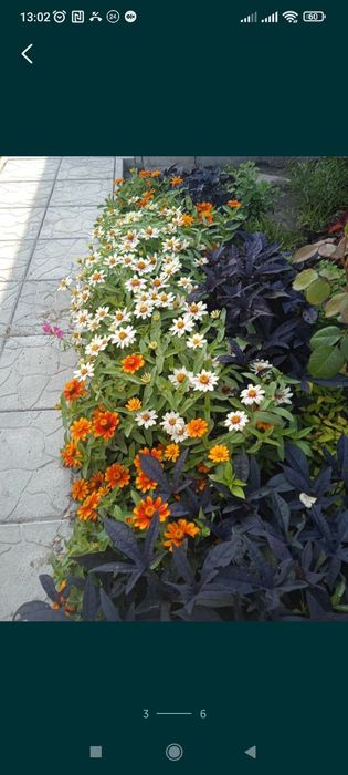 Цинія Захара, низькорослі