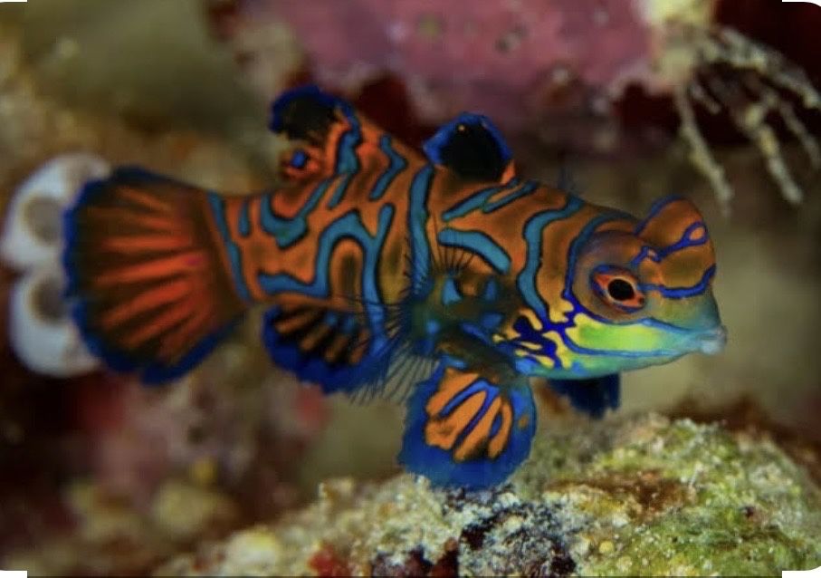 Peixe Mandarim (Synchiropus splendidus) – Cores Vibrantes