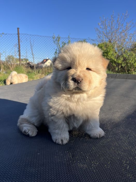 Chow chow piesek