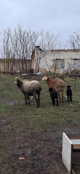 Вівці гісарскі продам