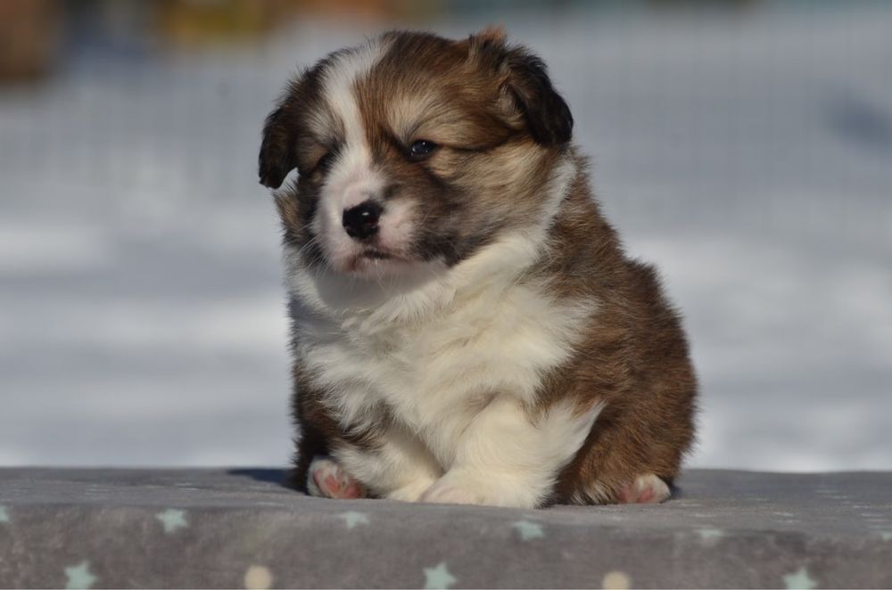 Вельш корги пемброк, мальчик