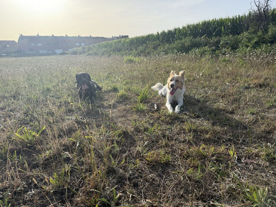 Passeador de caes
