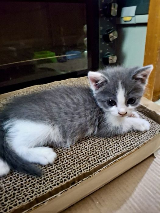котик кошеня киця безкоштовно