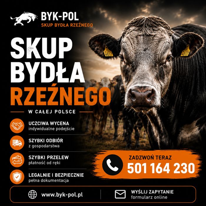 Skup bydla rzeznego BYK-POL Glinno