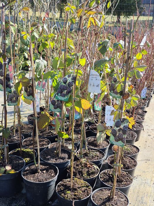 Borówka amerykańska,  krzewy owocowe