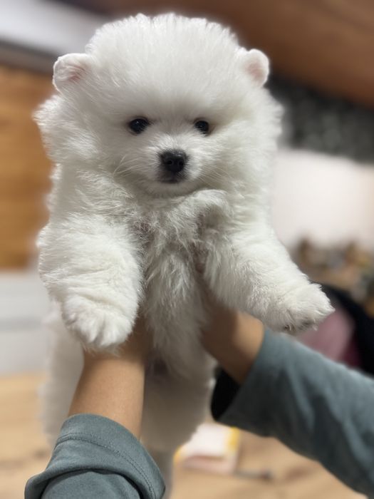 Lulu da Pomerania