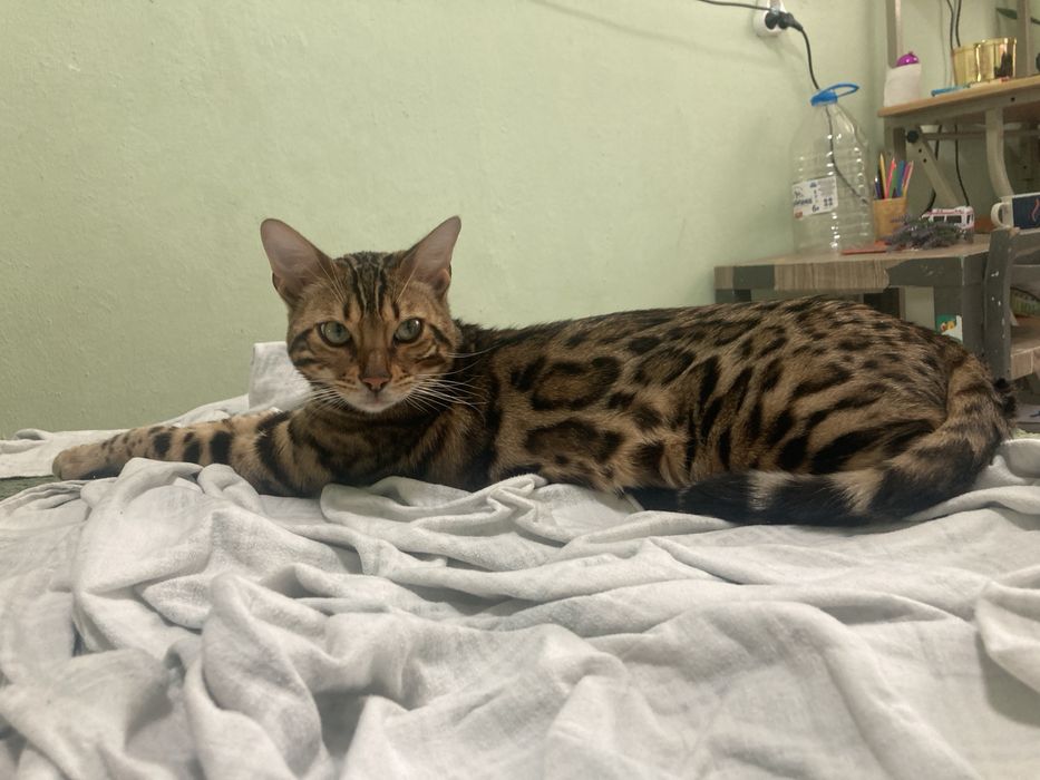 Вʼязка, Бенгальский кіт шукає невістку