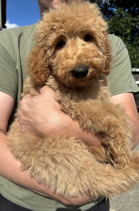 Goldendoodle F1b