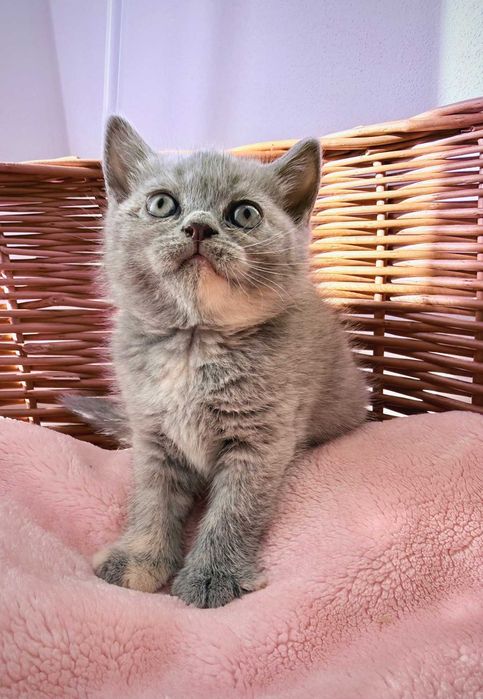 kotka brytyjska krótkowłosa