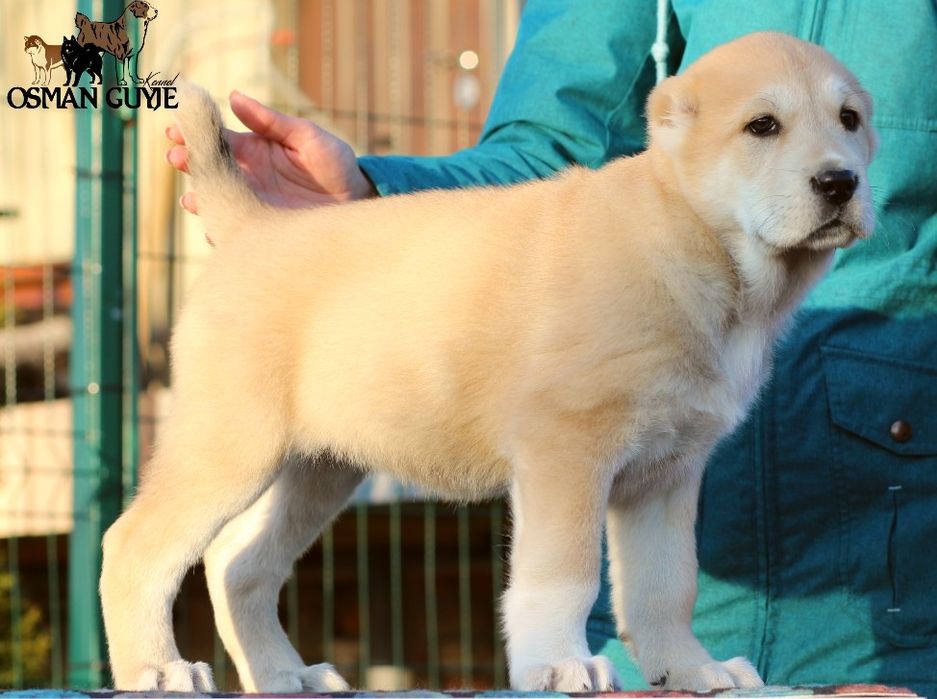 Класнюча дівчинка алабай розплідник