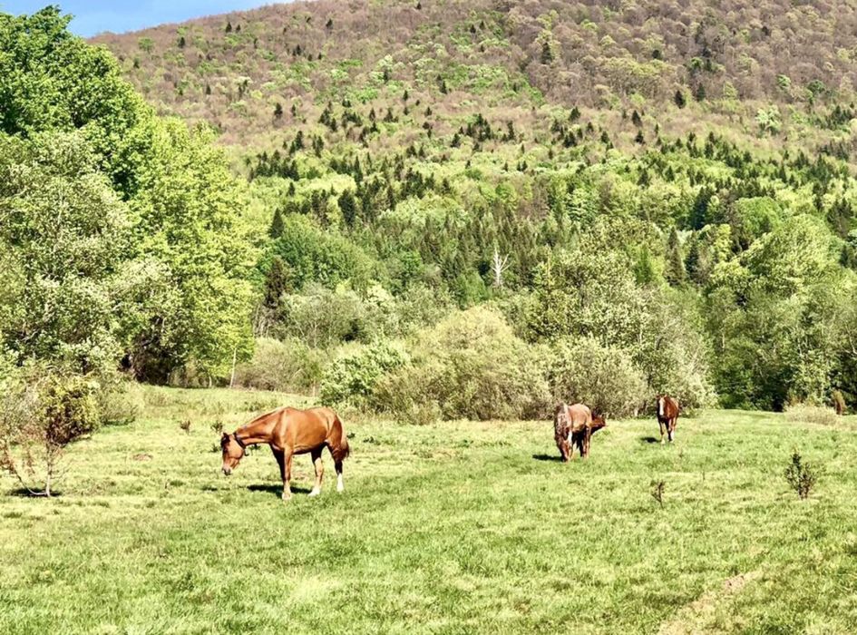 Відпочинок в Карпатах Щербовець, чан, лазня