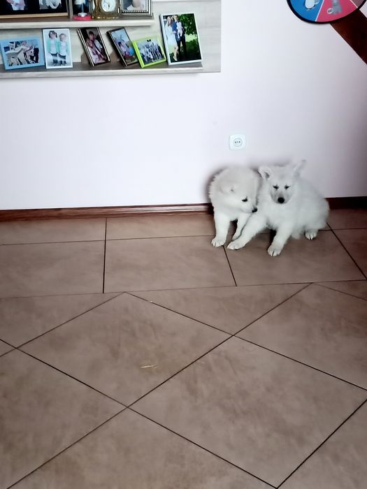 Biały owczarek szwajcarski