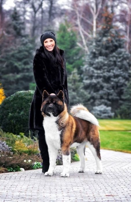 Обирай найкраще! Американська Акіта