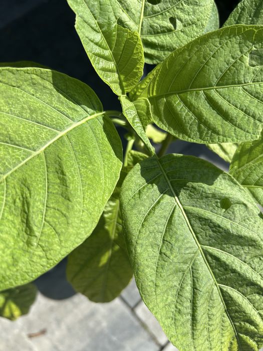 Brukmansja . Datura