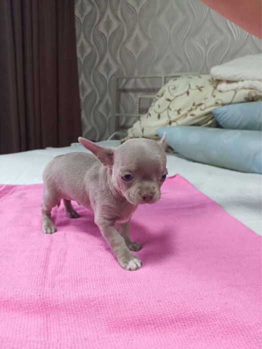 Цуценята чихуахуа, чистокровні