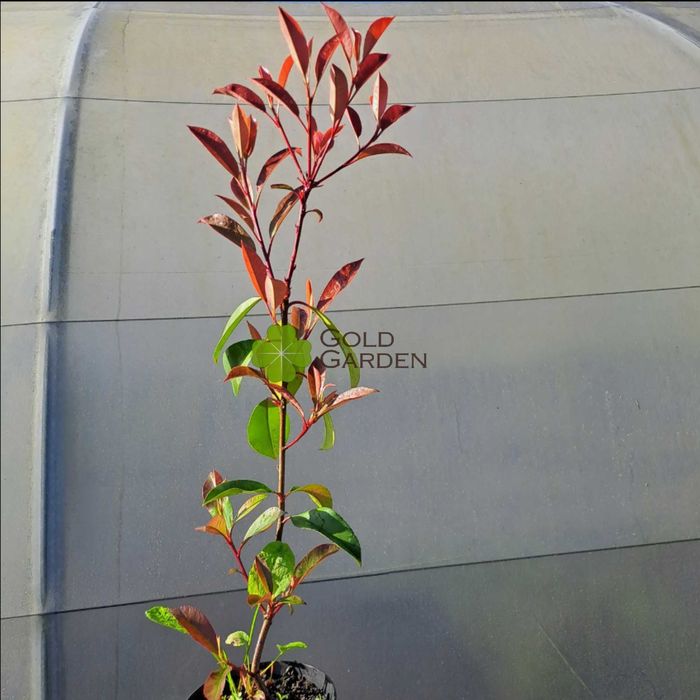 Photínias Vermelhas a Bom Preço!