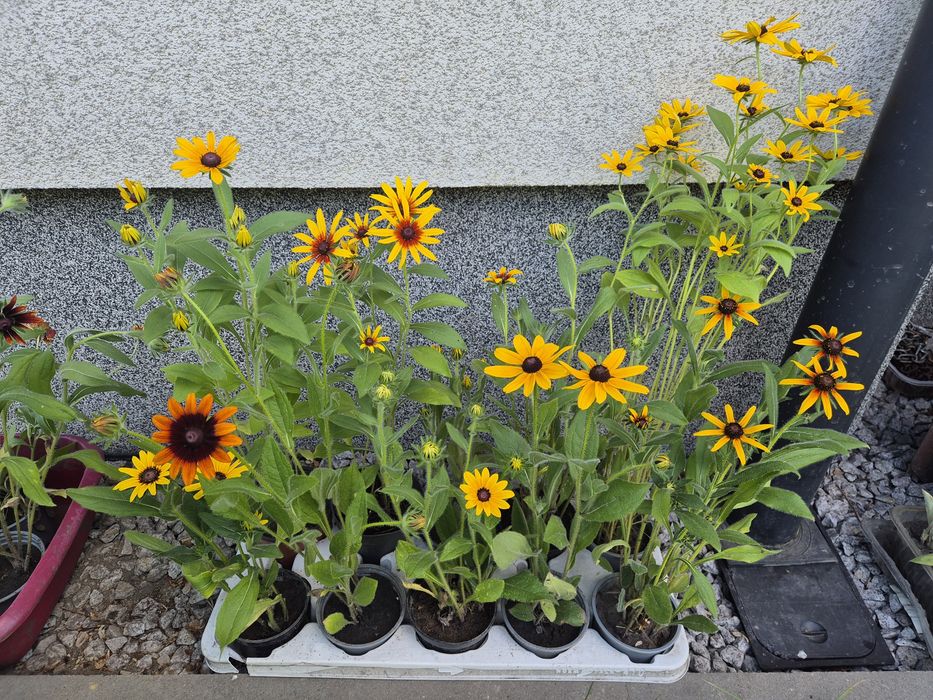 Kwiaty liatra kłosowa, gailardie, rudbekia