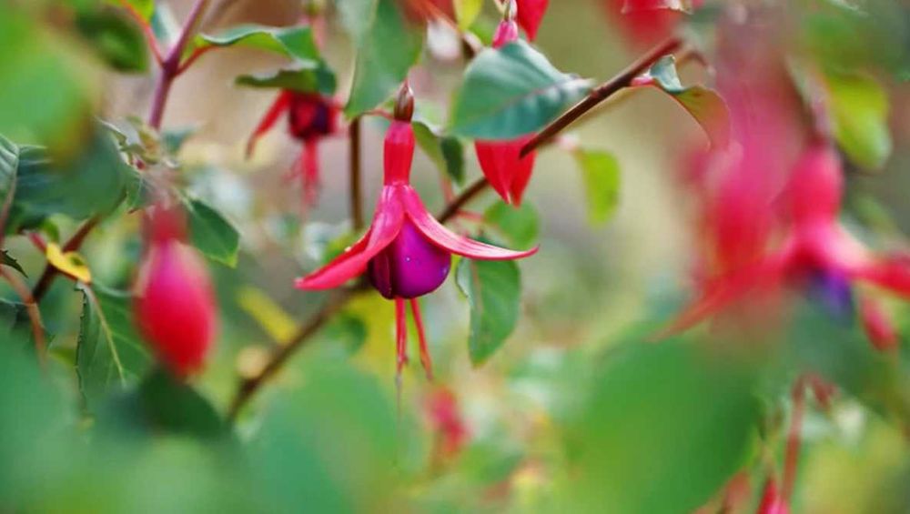 Irix 30mm 1.4 - Nikon f/GFX